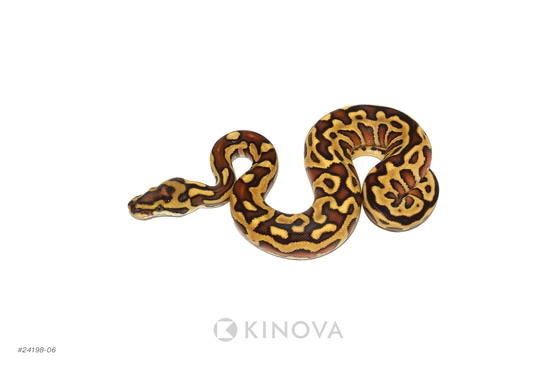 Enchi YB Leopard Spotnose Hurricane Het Clown Ball Python by