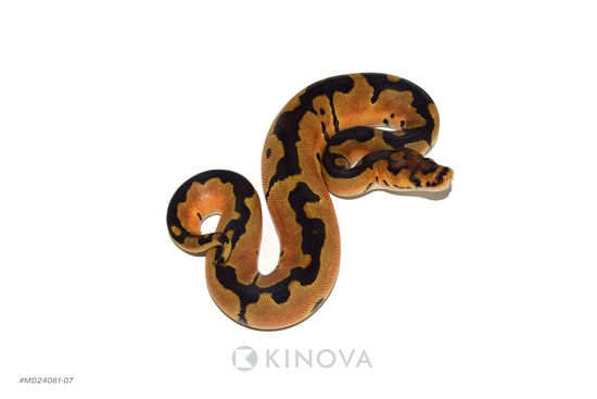 Enchi Joppa Clown 50% Het Pied Ball Python by KINOVA