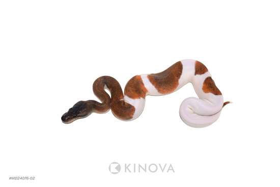 Enchi Suma Pied Ball Python by KINOVA
