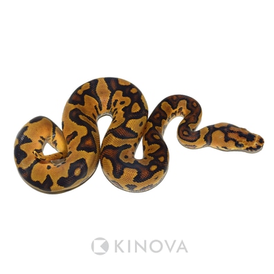 Complete Ball Python, A Comprehensive Guide to Care