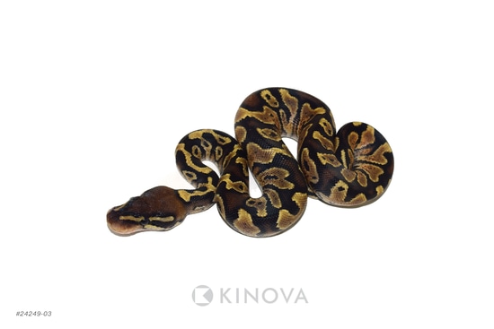 Zebra Ball Python by KINOVA