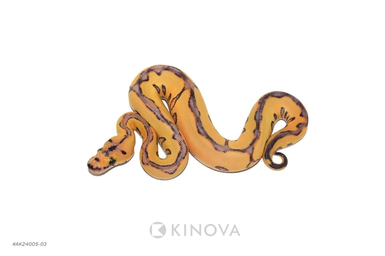 激レア！　パナソニックパンサーズ　バッジ Black Pastel Enchi Redstripe YB DG Clown Ball Python by KINOVA