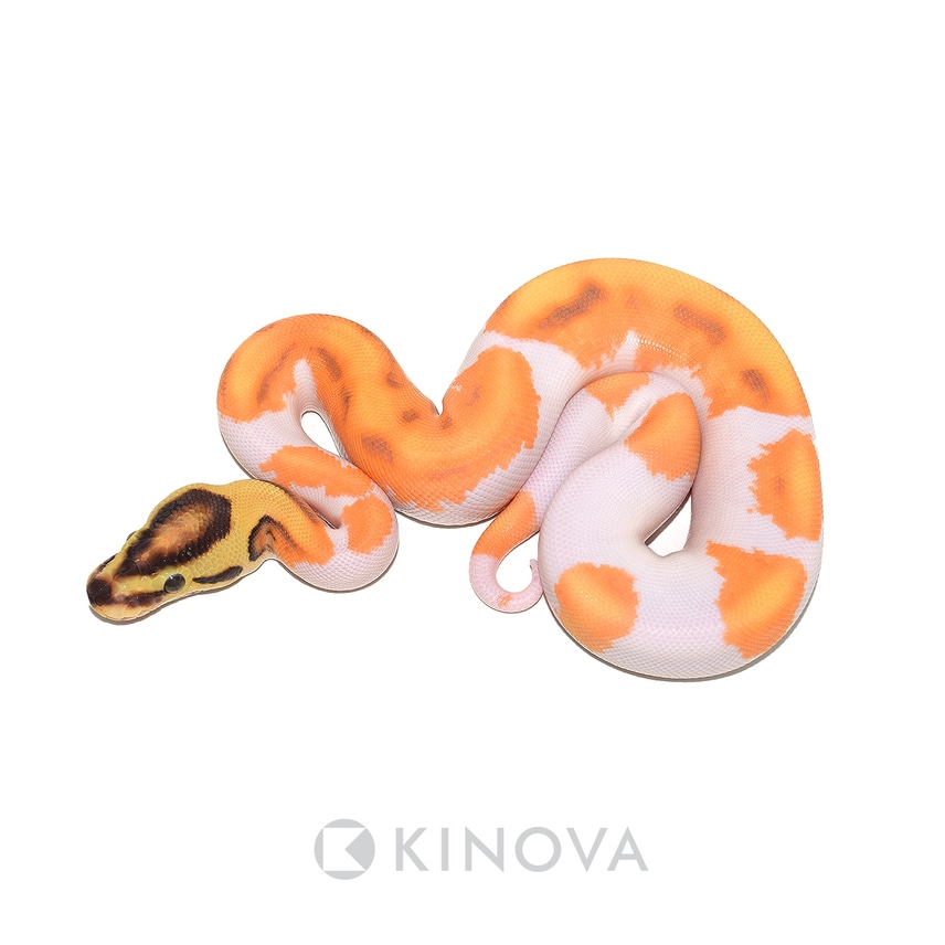 美品✨アメリ AMERI CLOUDY PYTHON ALL IN ONE Axanthic (VPI) / Ultramel) AKA Ultra Snow Ball Python by