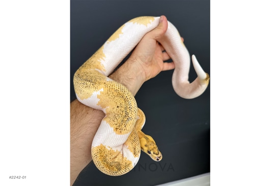 Freeway Clown Pied Ball Python by KINOVA