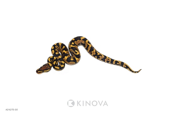 Akira 　if six was nine TUBE Python IMG_5208__24326.1704667907.380