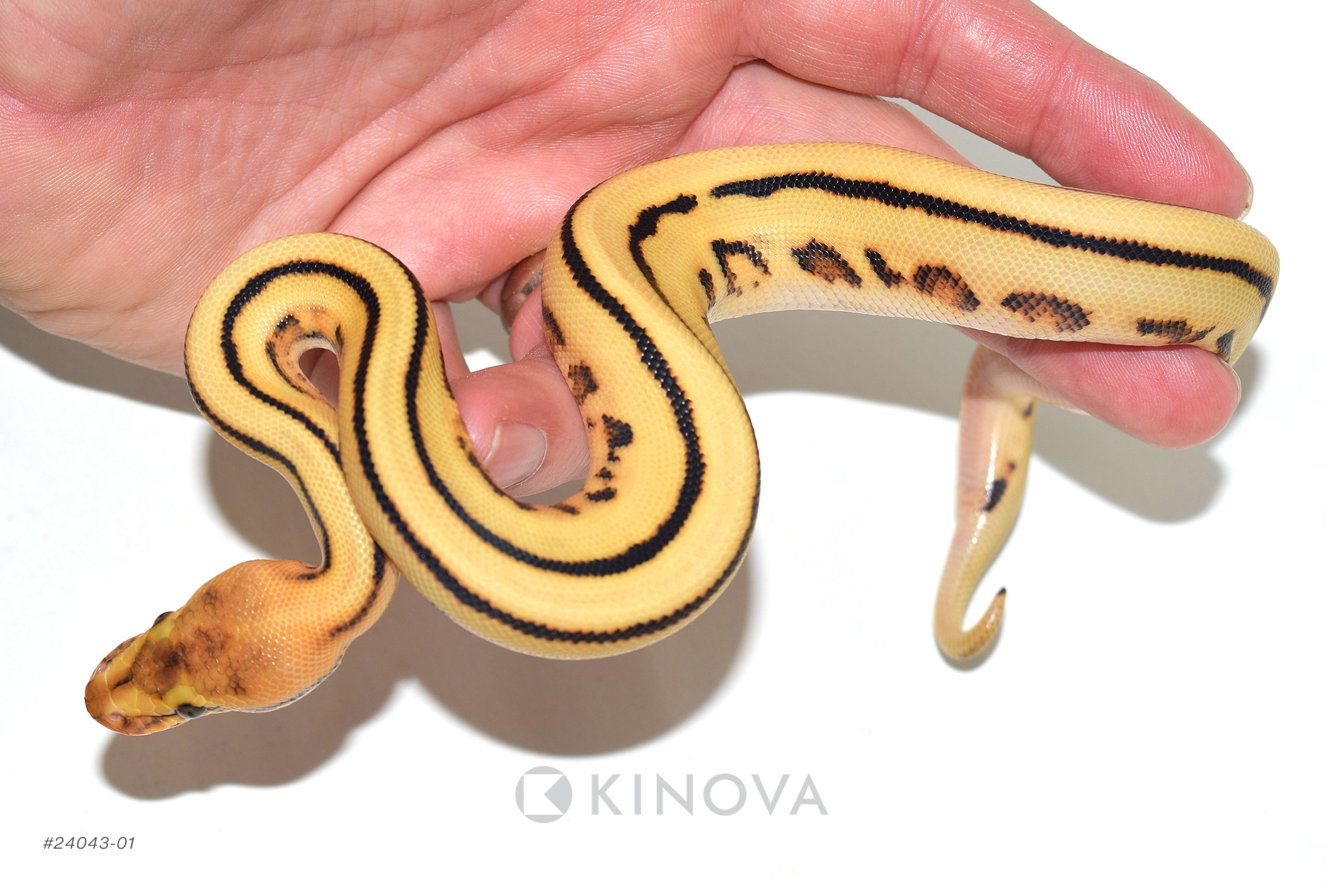Lesser Cypress 100% DH G Stripe Clown | Royal Constrictor