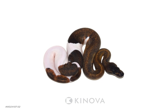 Suma Piebald Ball Python by KINOVA