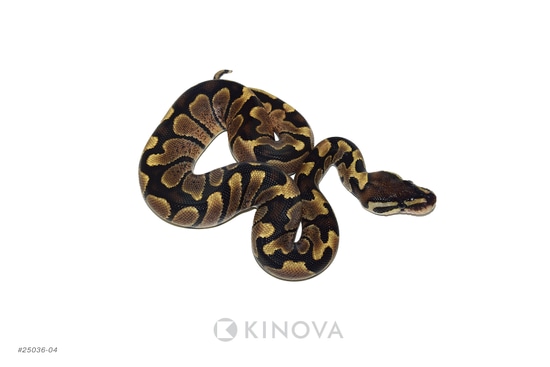 Zebra Ball Python by KINOVA