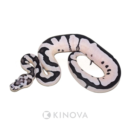 VPI Axanthic DG Clown Ball Python