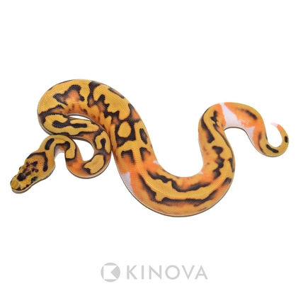 Enchi DG Clown Pied Ball Python