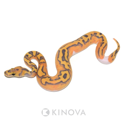 Hypo DG Clown Pied Ball Python
