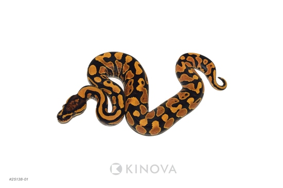 洋書 The Complete Ball Python Complete Ball Python, A Comprehensive Guide to Care