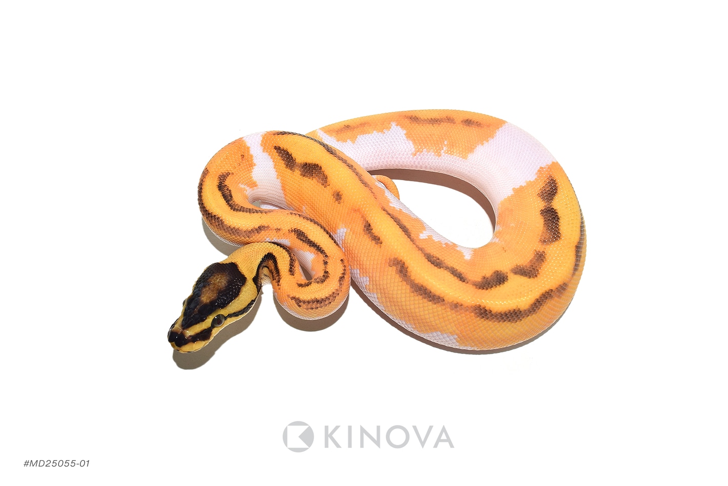 洋書 The Complete Ball Python ボールパイソン The Complete Ball Python 爬虫類 洋書 Amazon