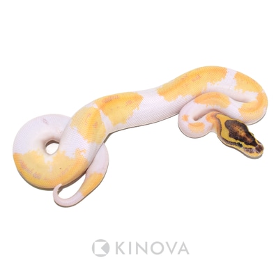 Dicranopygium sp. Kuna Yama Panama タグ付き Dicranopygium sp.Kuna Yala Panama【LA0422-z
