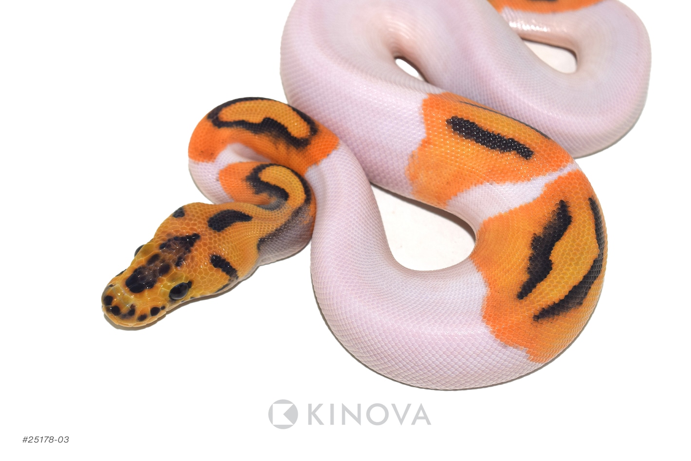 DG Clown Pied Ball Pythons by KINOVA - MorphMarket