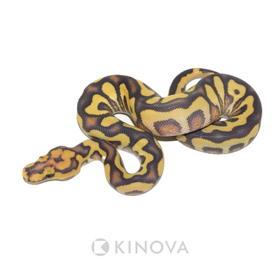 洋書 The Complete Ball Python The Complete Guide to Ball Python Ownership and Care
