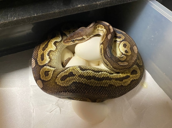 Raven Ball Python by Python Addiction