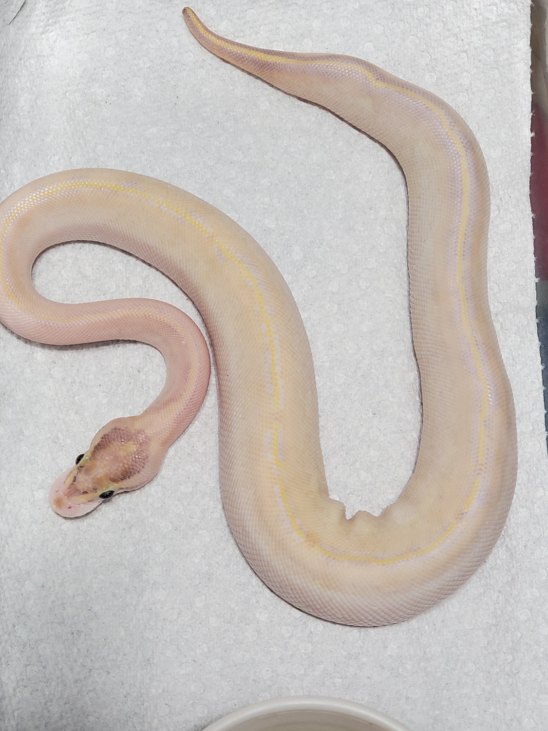 Super Pastel Freeway Ball Python by Krafting Balls - MorphMarket