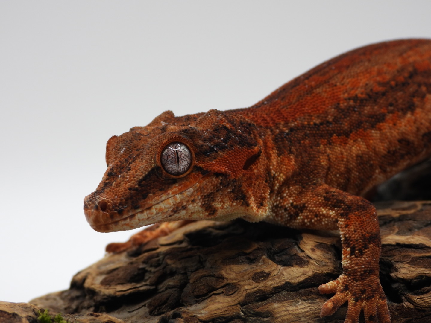 RED Proven Breeder Male Gargoyle Gecko by Valley Herpetoculture