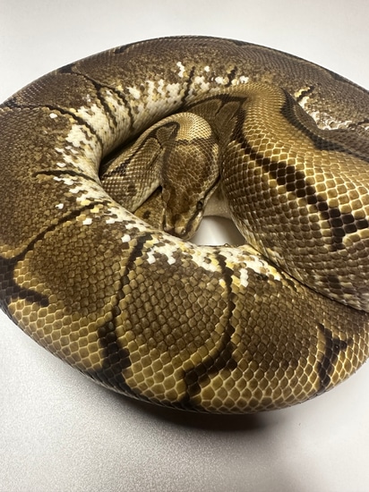 2100+ Gram Proven Spider Het Pied Ball Python by Valley Herpetoculture