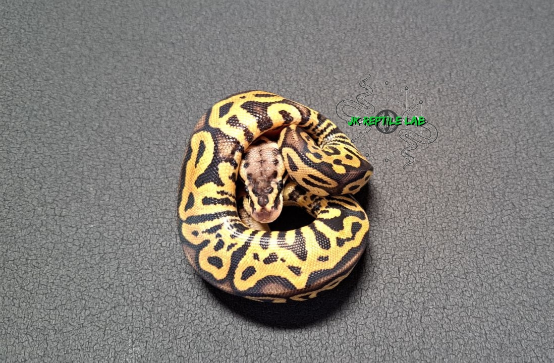 Pastel, Spotnose Het Clown Ball Python by JK Reptile LAB - MorphMarket