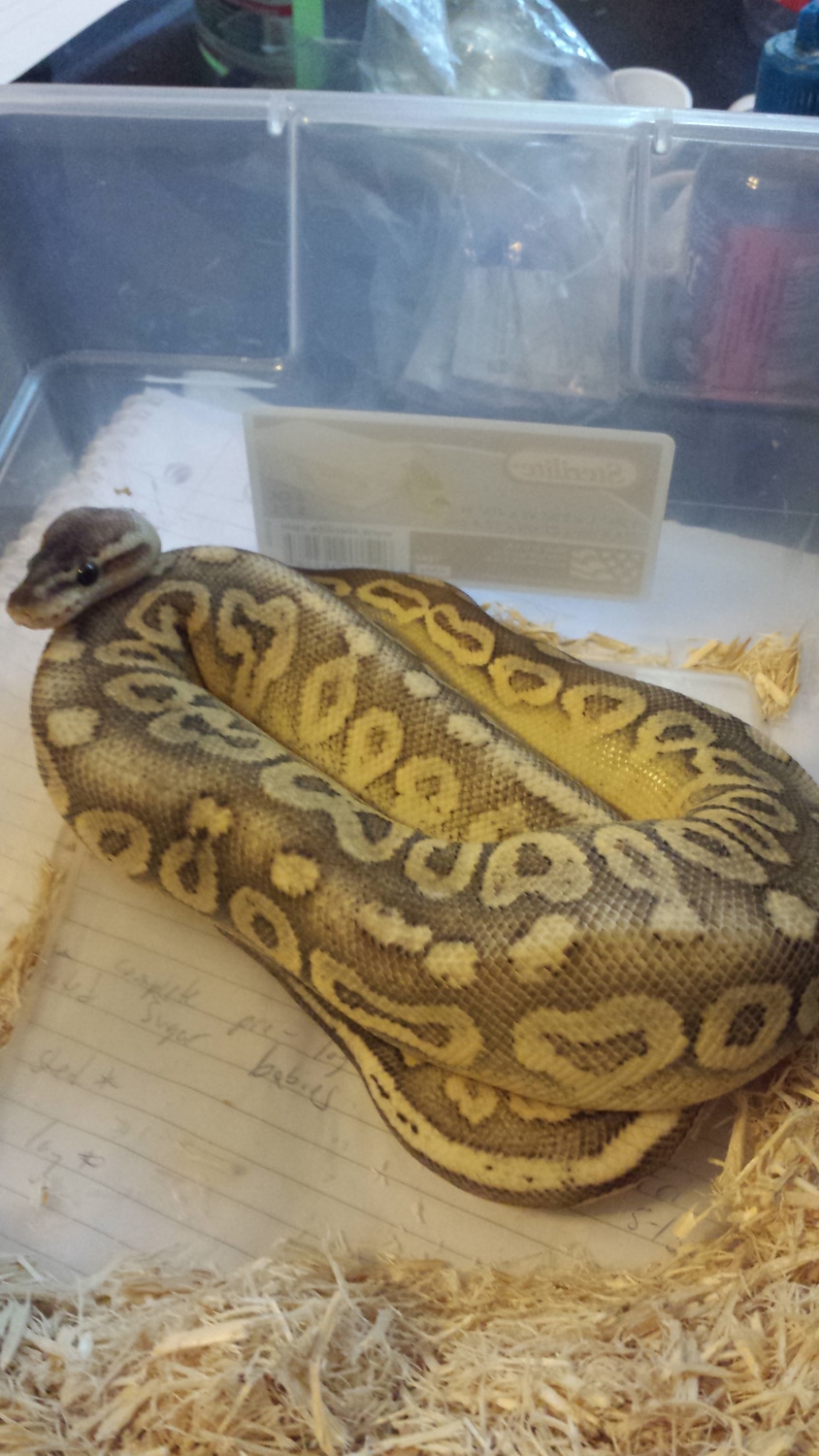 Sterling Ball Python by J&K Reptiles - MorphMarket