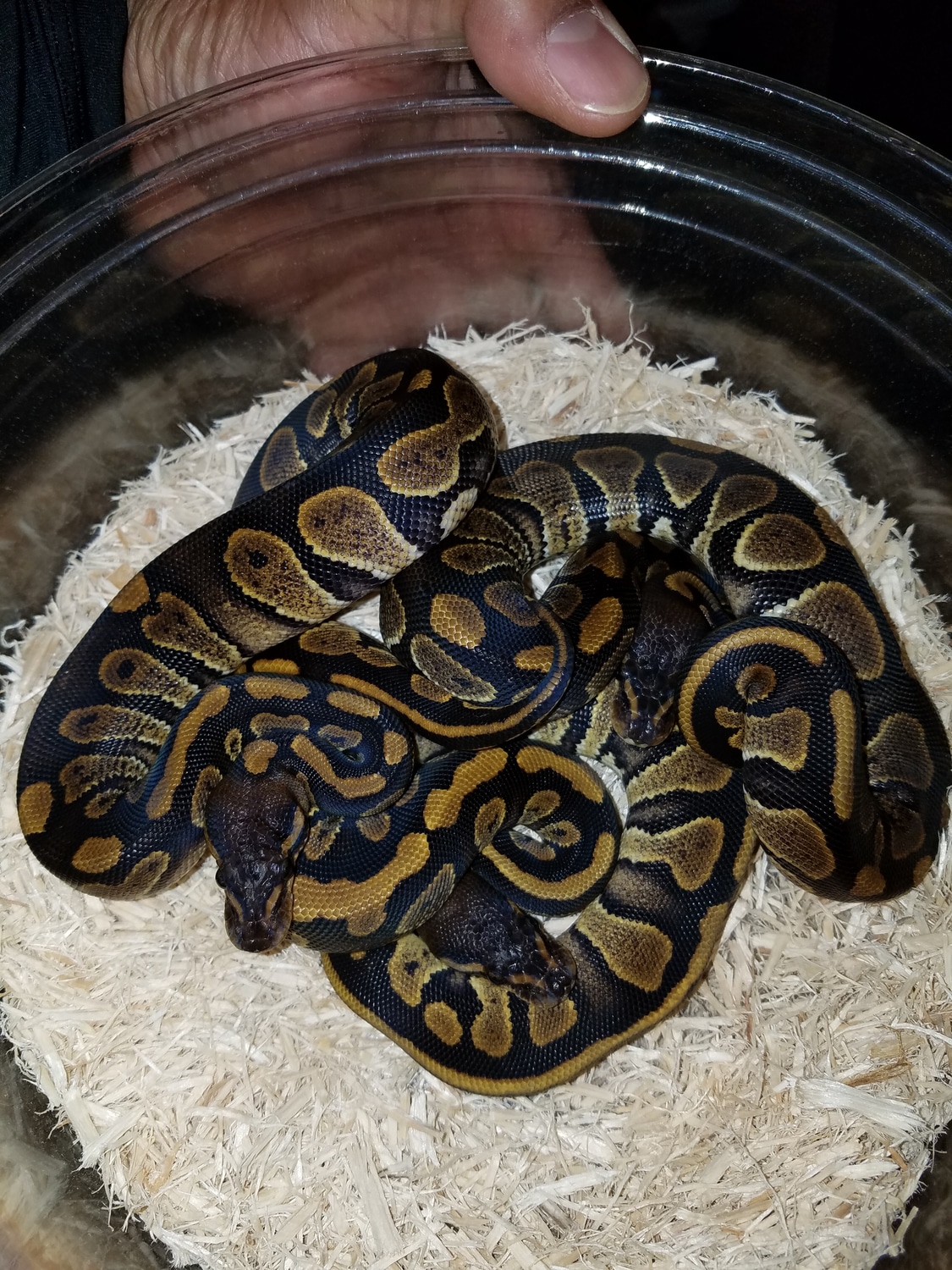 Mahogany Ball Python by J&K Reptiles MorphMarket