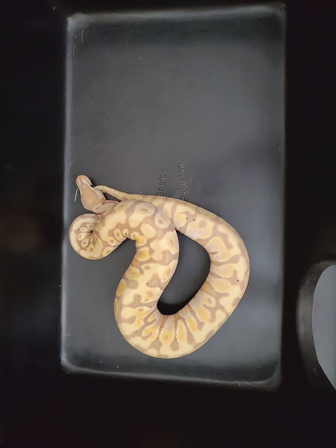 Banana Hidden Gene Woma Ball Python by J&K Reptiles MorphMarket