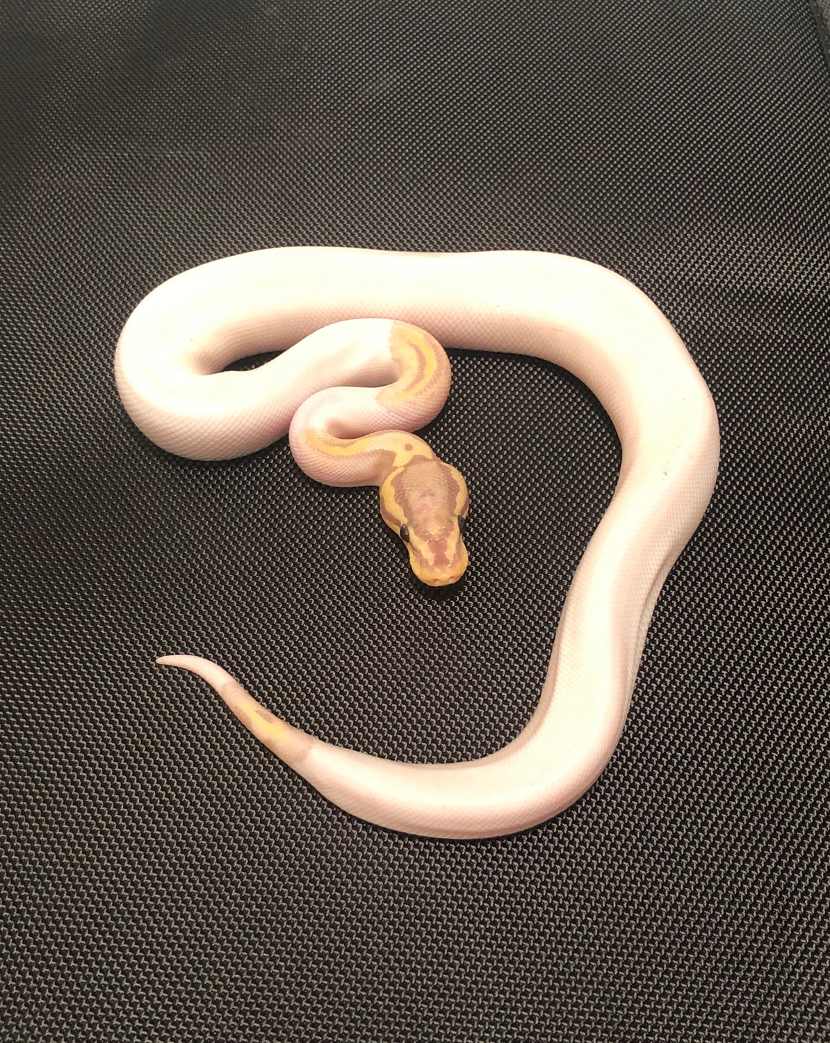 Pastel Banana Pied Ball Python by JL Cresties MorphMarket