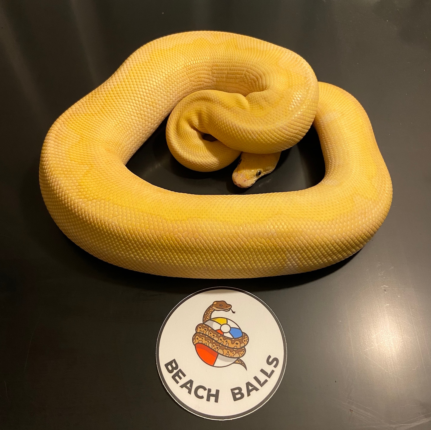 Super Pastel Butter Enchi Clown Ball Python by JL Cresties MorphMarket