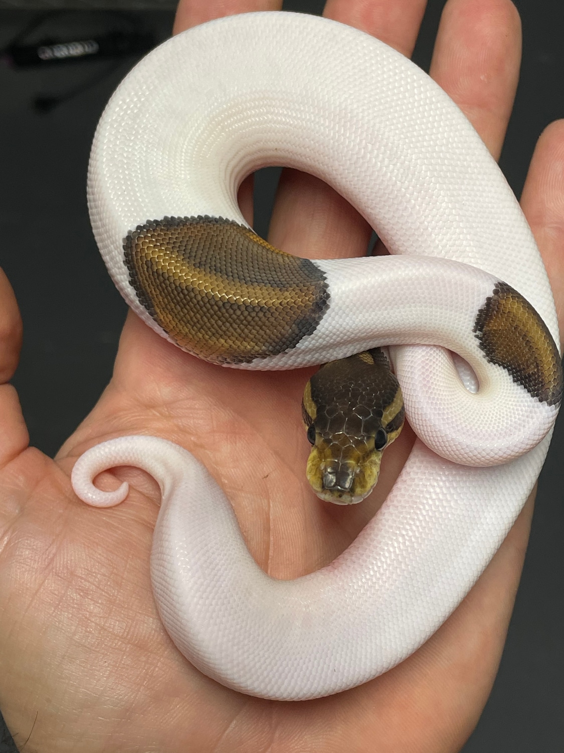Cinnamon Piebald Ball Python by Steel Valley Reptiles - MorphMarket