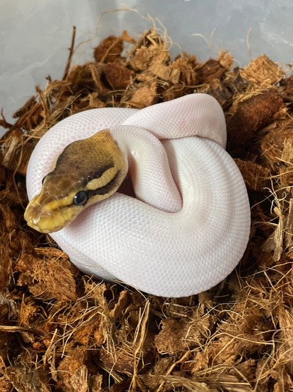 Cinnamon Fire Pied Ball Python by Steel Valley Reptiles