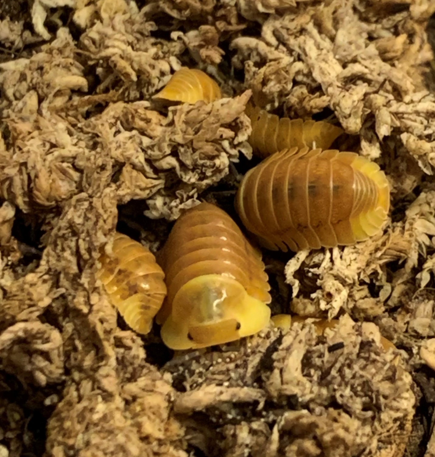 6ct. Cubaris. Blonde Ducky Isopod by J.K. Zoological MorphMarket