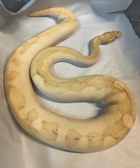 OD Blk Pastel Enchi Lesser Fire Ball Python by Jack Leonard Reptiles