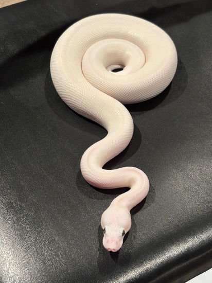 BEL (Kiki Project!) Ball Python by Jack Leonard Reptiles