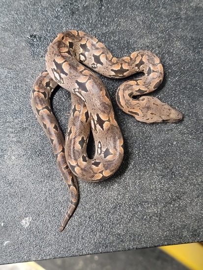 Dumerils Boa Dumeril's Boa by Jdi Pythons Llc