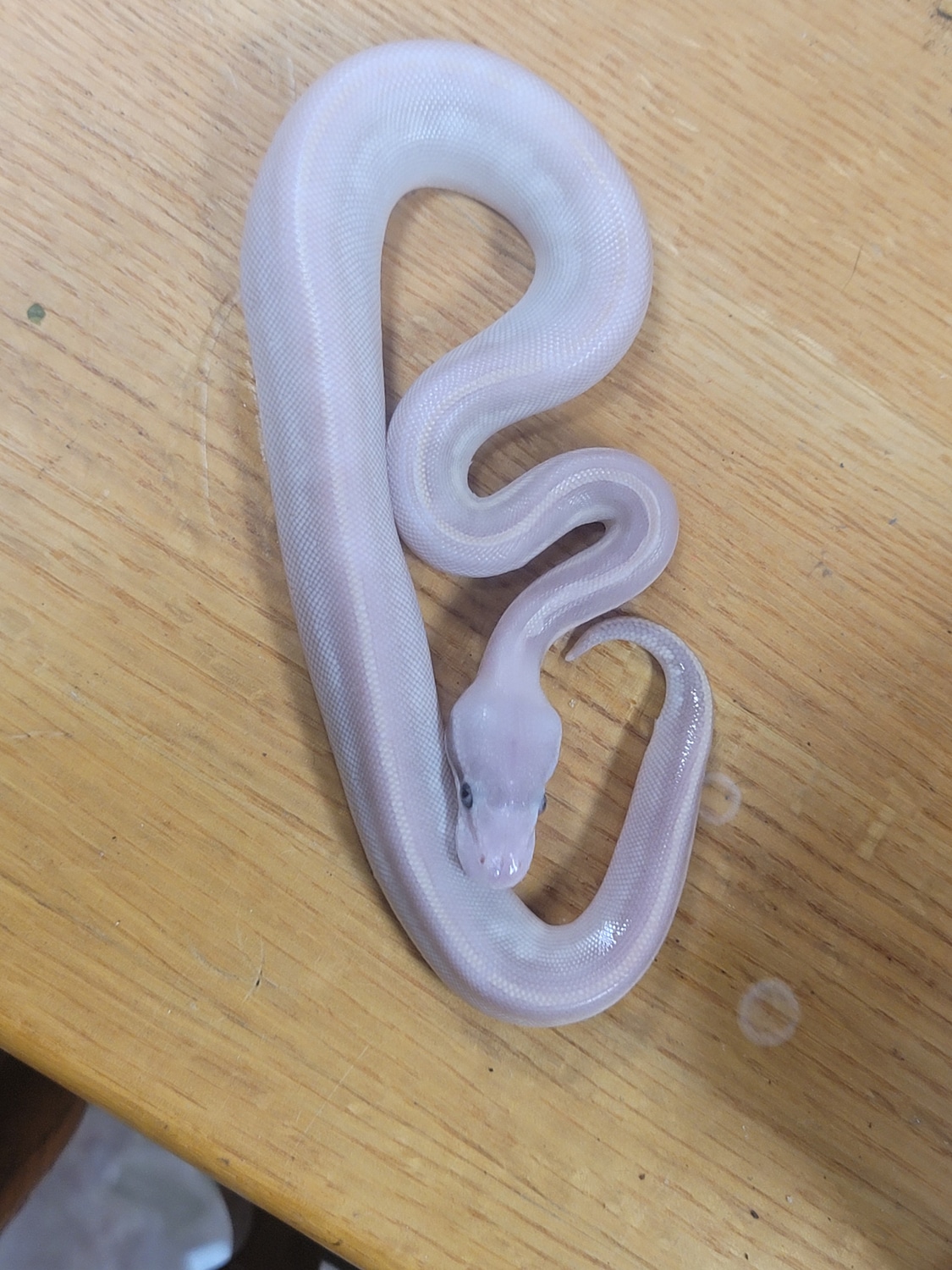 **Free Shipping** Mystic Potion Ball Python by Jdi Pythons Llc