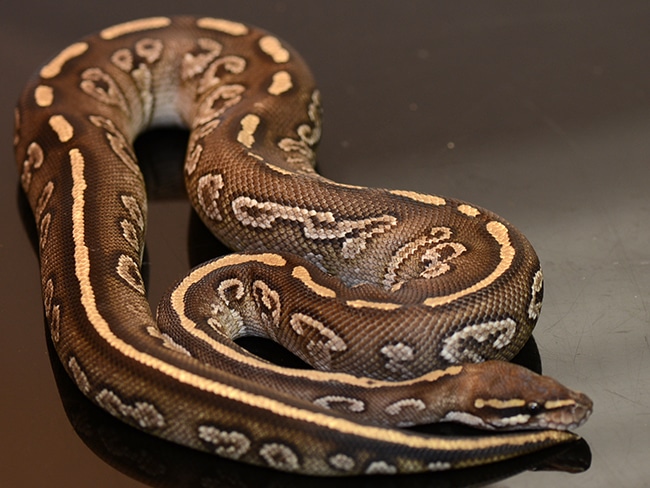 Mojave Granite Blitz Ball Python by Jon's Jungle, LLC - MorphMarket