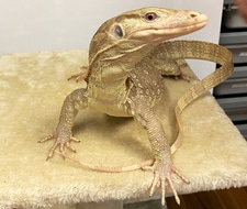 black water monitor for sale