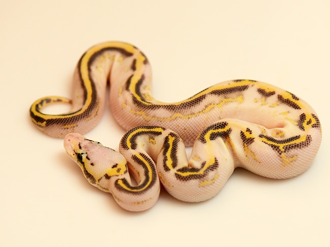 Super Pastel Enchi Highway Cinnamon Ball Python by Jon's Jungle, LLC ...