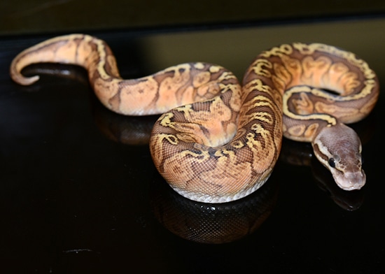 Pastel Sunset Het Orange Ghost Ball Python by Jon's Jungle, LLC