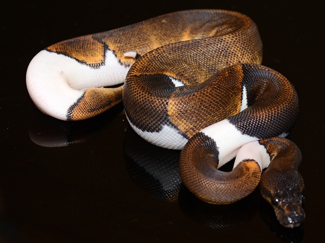 Suma Pied Ball Python by Jon's Jungle, LLC - MorphMarket