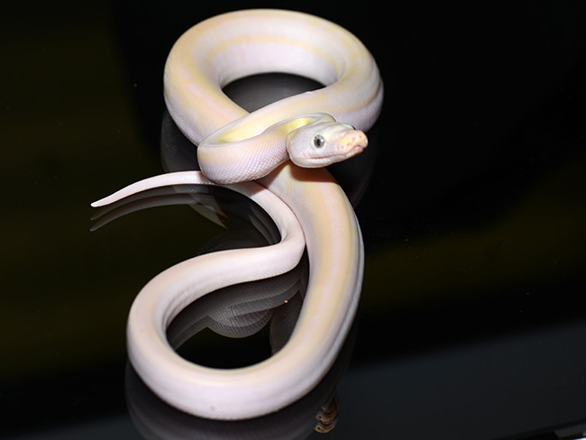 Cow Reticulated Python by Jon's Jungle, LLC - MorphMarket
