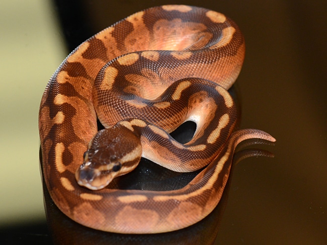 Cinnamon Enchi Sunset Ball Python by Jon's Jungle, LLC - MorphMarket