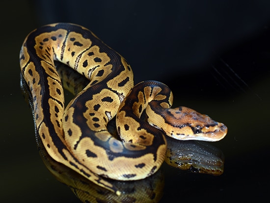Lace Ball Python Clown Probable Lace Ball Python by Jon's Jungle, LLC