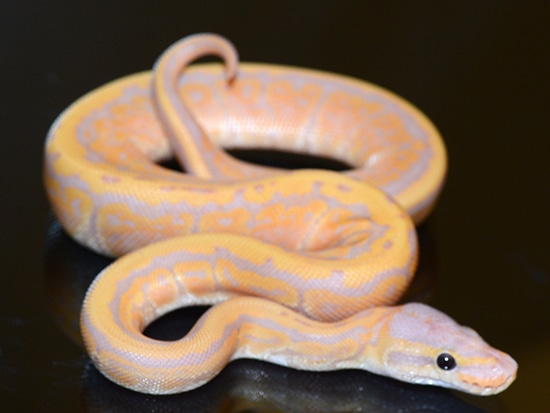 Banana Stranger Pinstripe - Female Maker Ball Python by Jon's Jungle, LLC