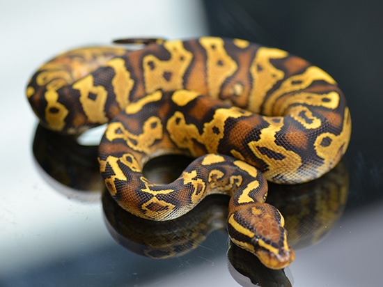 Hurricane Disco Or Fire Yellow Belly Het Clown Ball Python by Jon's ...
