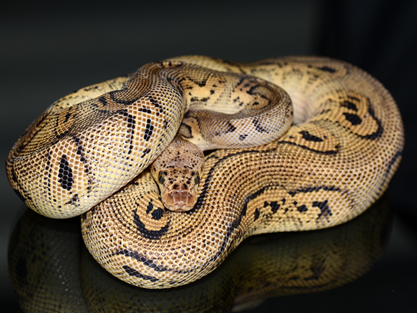 Pastel Black Head Clown Ball Pythons by Jon's Jungle, LLC
