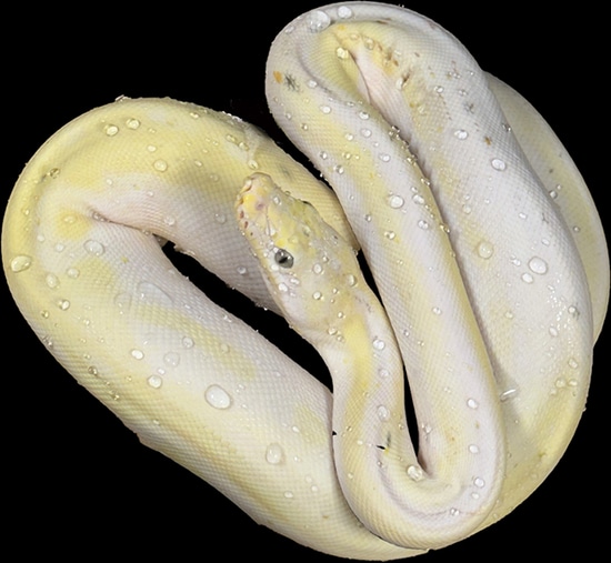 Cow Reticulated Python by Jon's Jungle, LLC