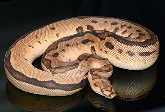 Leopard Fire Yellow Belly Clown Ball Python by Jon's Jungle, LLC